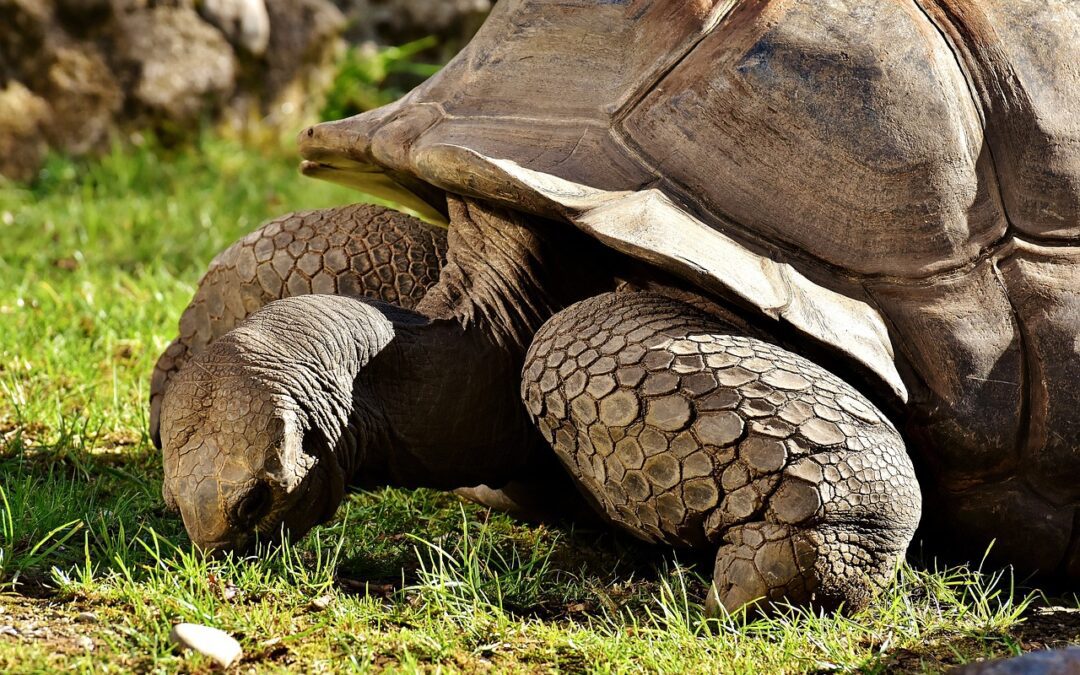 Exploring Ecuador’s Lush Biodiversity: Guide to Natural Destinations